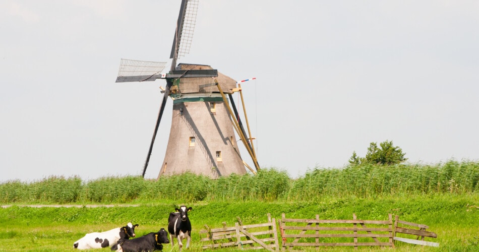 Dutch dairy farm